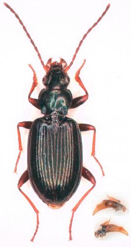 Bembidion atrocaeruleum